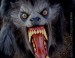 american-werewolf-in-london-lifesize-2[1].jpg